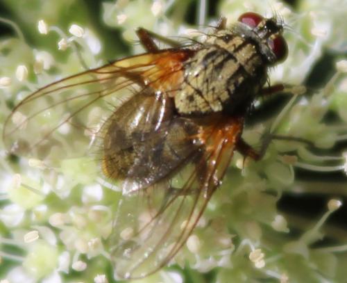 Phaonia angelicae